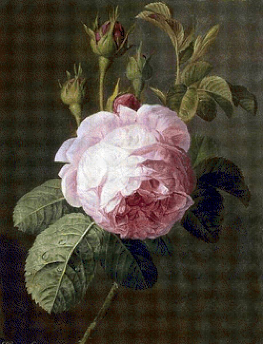 Rosa rosa - rosa, flor - предпросмотр