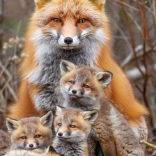 Схема вышивки «Family of foxes»
