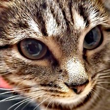 Схема вышивки «Взгляд»