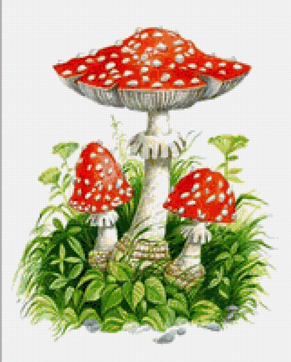 Мухоморы - грибы, мухомор - предпросмотр