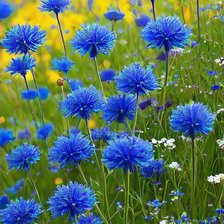 Схема вышивки «Васильки»