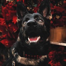 Схема вышивки «Овчарка»