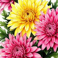 Схема вышивки «Хризантемы»