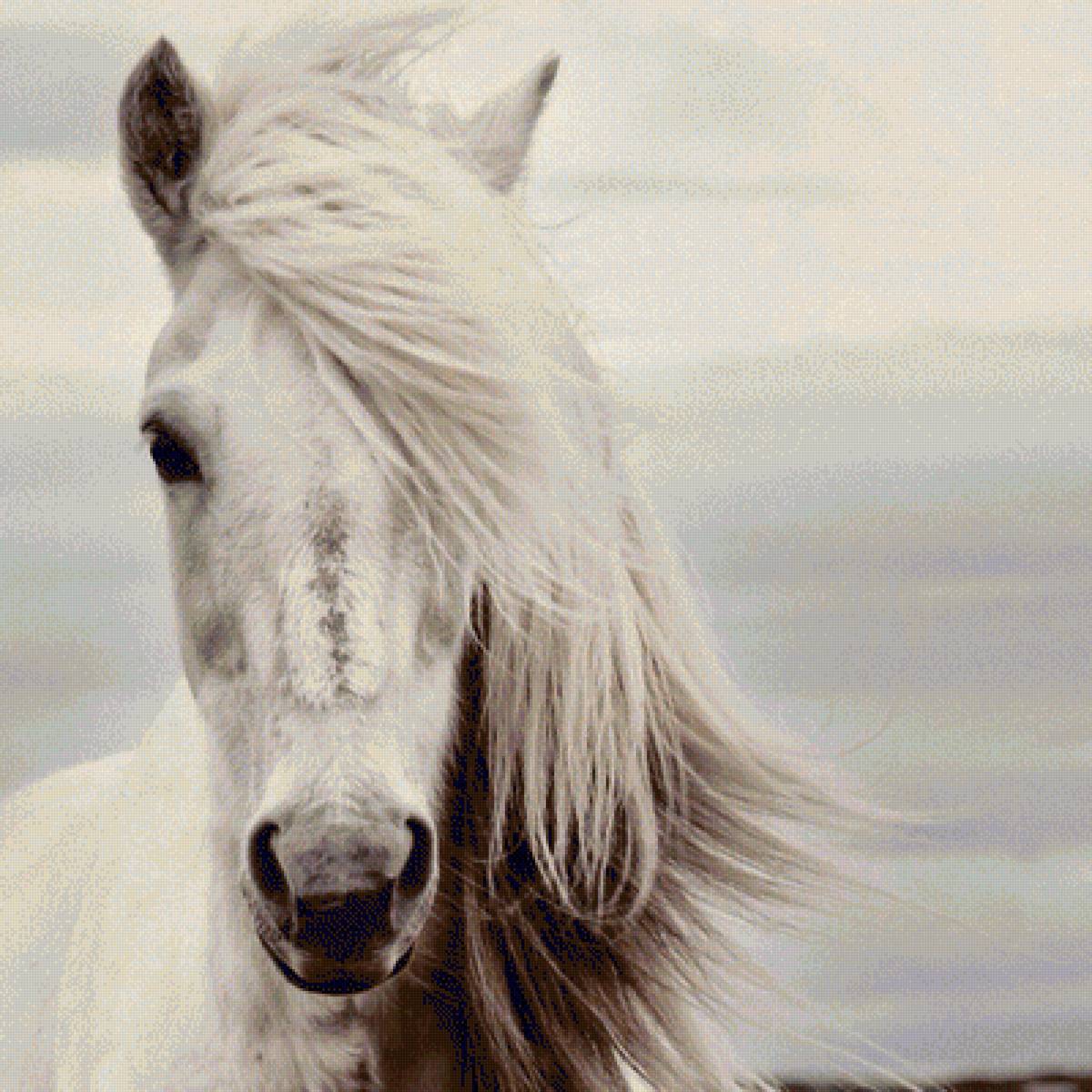 спирит - предпросмотр