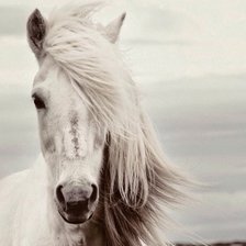 Схема вышивки «спирит»