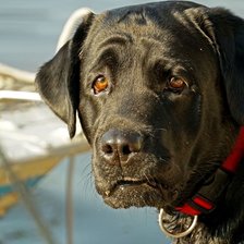 Оригинал схемы вышивки «Лабрадор Верона» (№2927258)