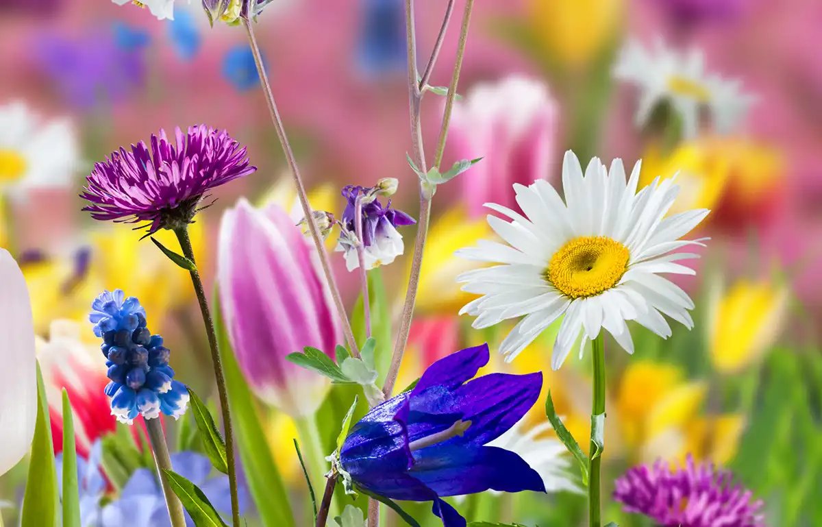 cvetq - vesna, cvetq - оригинал