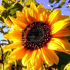 Схема вышивки «Подсолнухи»