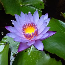 Схема вышивки «Лилия»