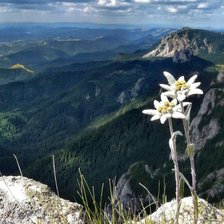 Схема вышивки «Еделвайс»
