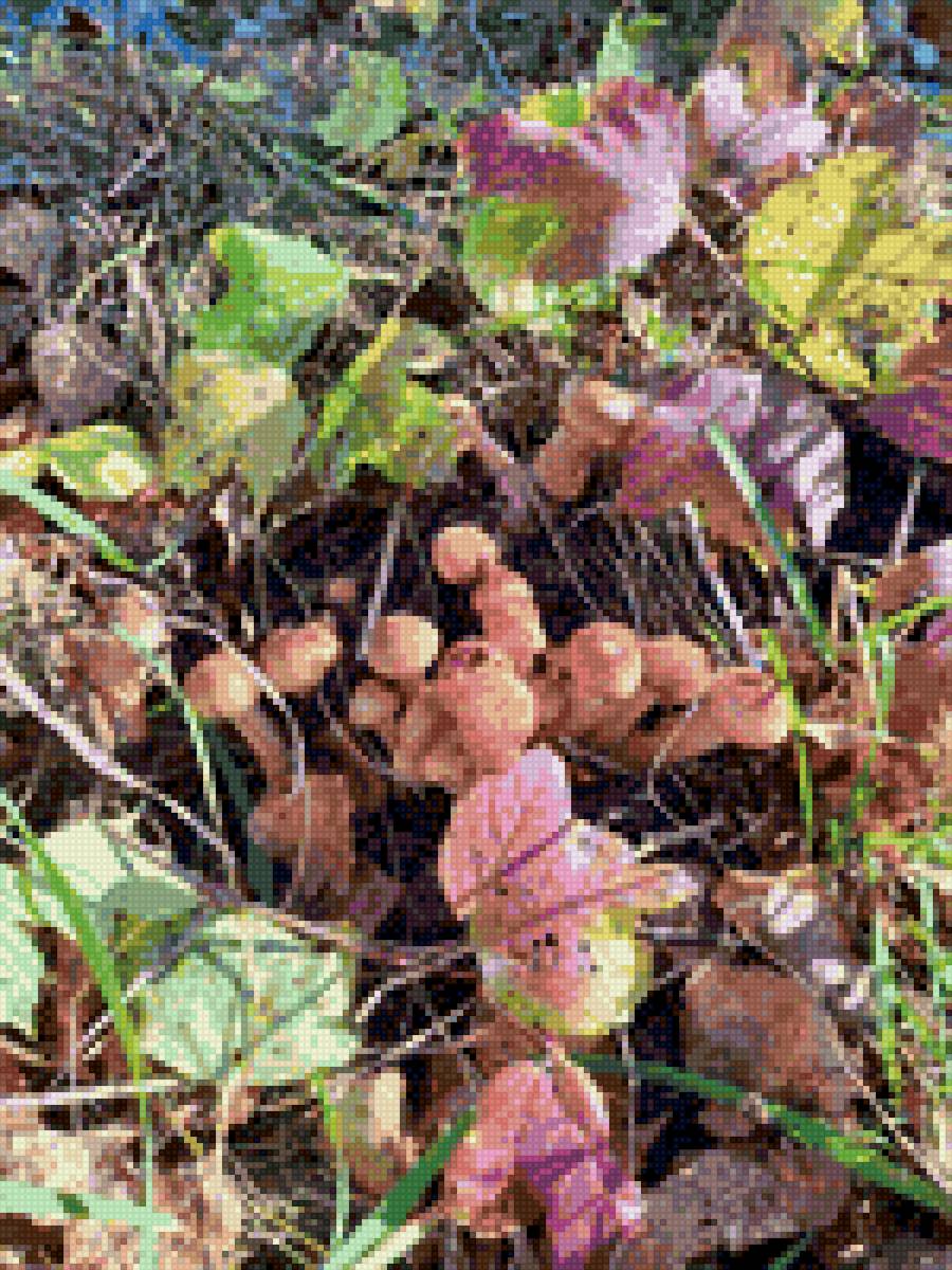 Лес - опята - предпросмотр