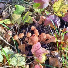 Схема вышивки «Лес»