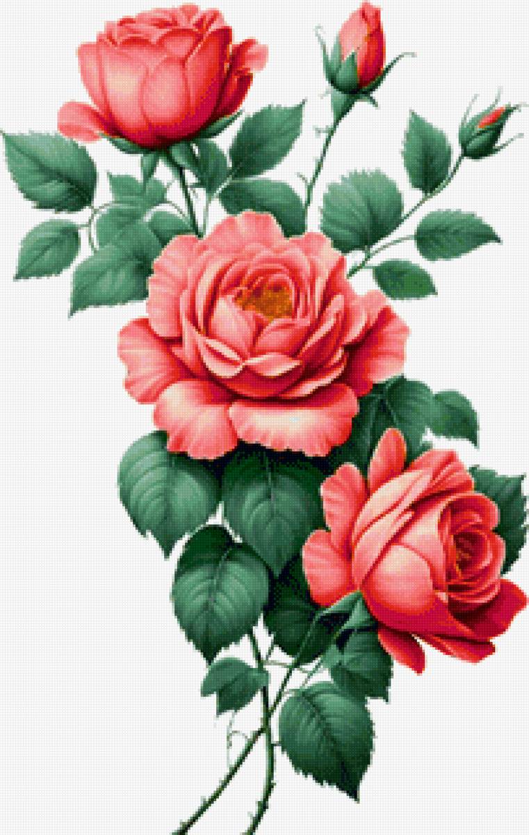 Розы - цветы, розы - предпросмотр