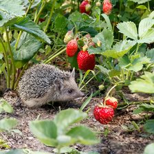 Схема вышивки «№2930754»