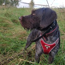 Схема вышивки «Дратхаар на охоте»