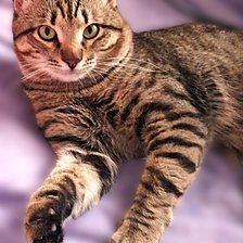 Схема вышивки «Масик»