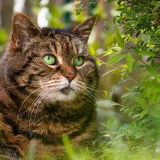 Схема вышивки «№2933666»