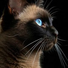 Схема вышивки «СЕМЕН СЕМЕНЫЧ»