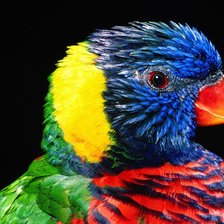 Схема вышивки «Ара»