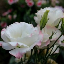 Схема вышивки «Эустома»