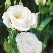 Схема вышивки «Эустома»