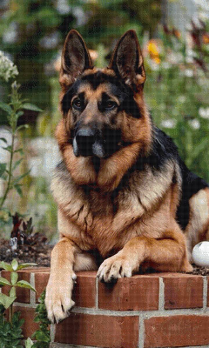 Овчарка - щенок, немецкая овчарка, собака, овчарка - предпросмотр