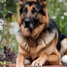 Схема вышивки «Овчарка»