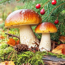 Схема вышивки «грибы»