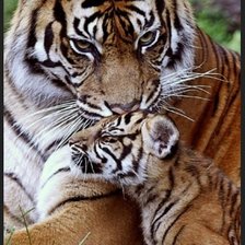 Схема вышивки «мамочка с тигренком»