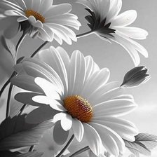 Схема вышивки «Ромашки»