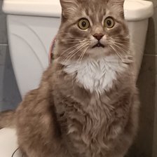 Схема вышивки «Кот,,Томас,,»