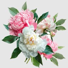 Схема вышивки «Пионы»