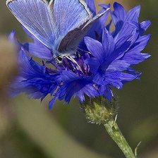 Схема вышивки «Василёк»