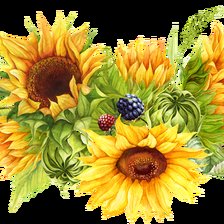 Схема вышивки «Подсолнухи»
