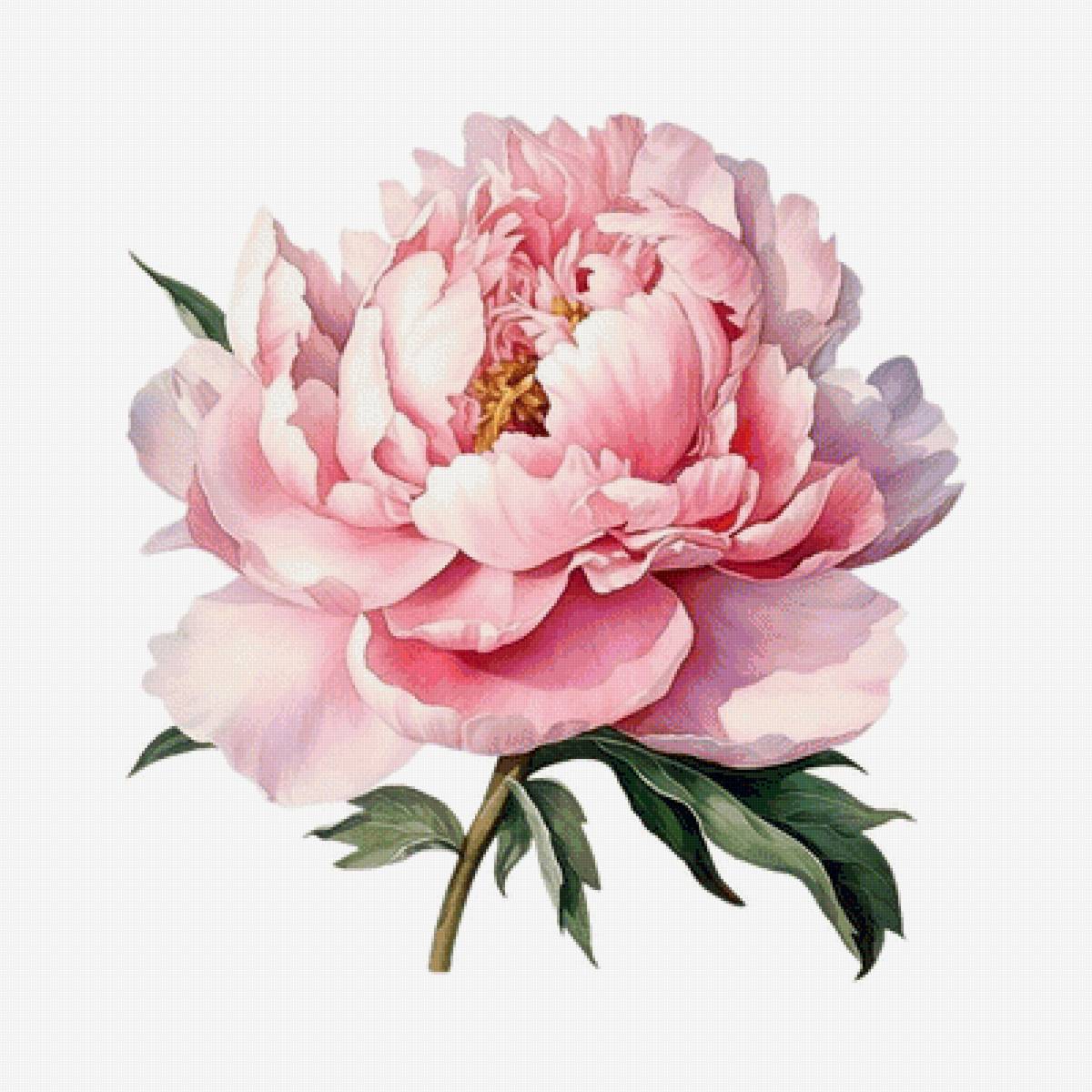 Пион - предпросмотр