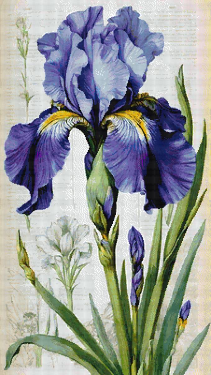 №2939742 - ирисы - предпросмотр
