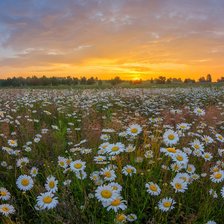 Схема вышивки «№2939848»