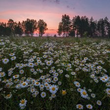 Схема вышивки «№2939855»