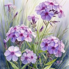 Схема вышивки «Флоксы»