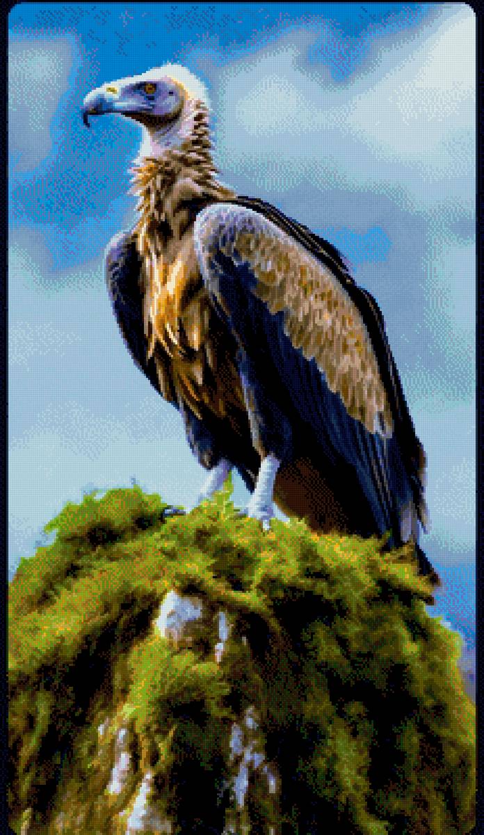 Птицы - гриф - предпросмотр