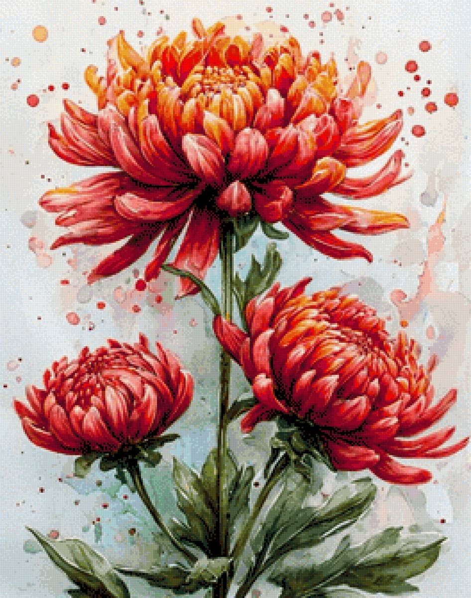 Хризантемы - цветы, хризантемы - предпросмотр