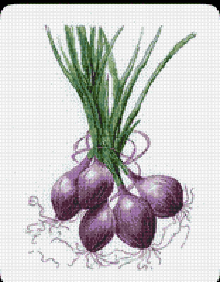 Красный лук - предпросмотр