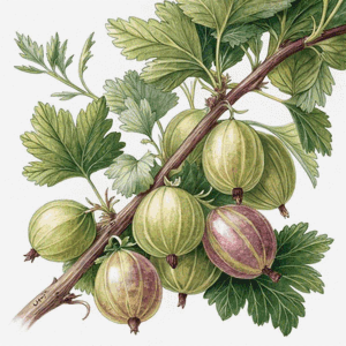 Крыжовник - ягоды, лето, крыжовник - предпросмотр