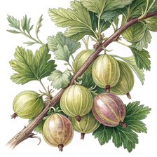 Схема вышивки «Крыжовник»