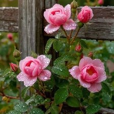 Схема вышивки «№2944329»