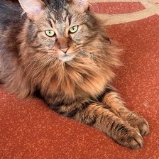 Схема вышивки «Мейнкун»