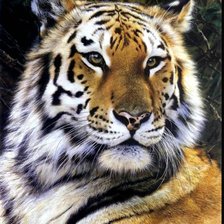 Схема вышивки «Амурский тигр»