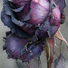 Оригинал схемы вышивки «Роза» (№2947618)