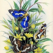 Схема вышивки «№2947685»