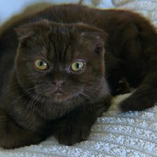 Схема вышивки «Руффи»